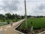 Persawahan Yang Indah